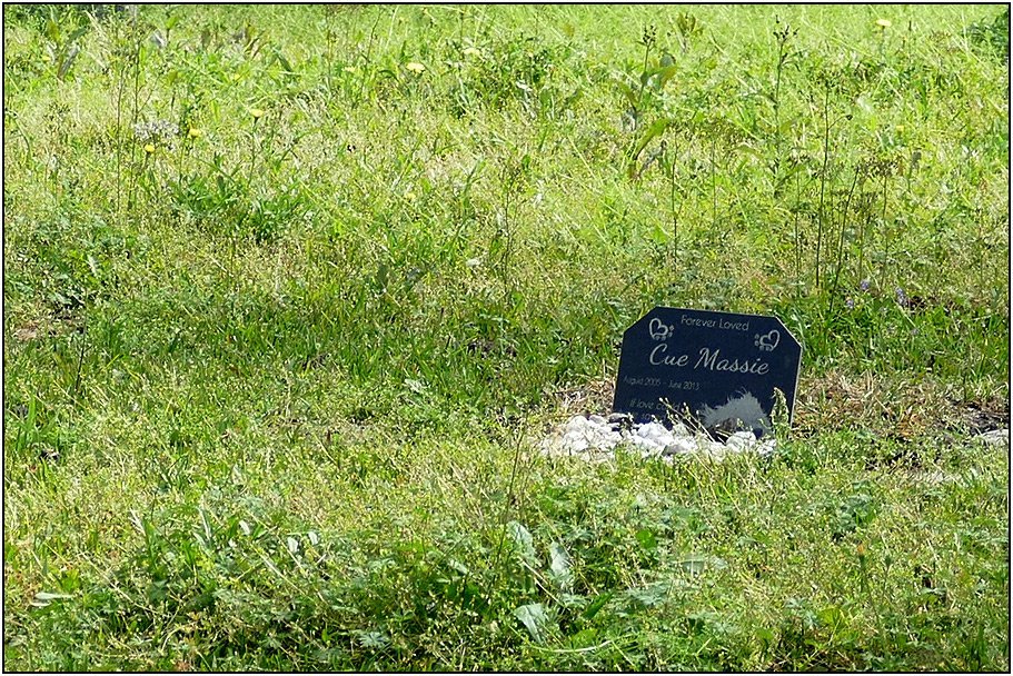 Affordable Pet Cremation Services in Houston, TX