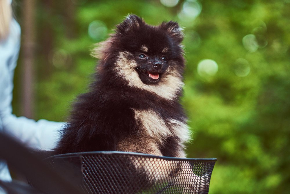 Local Pet Burial Services in Houston, TX